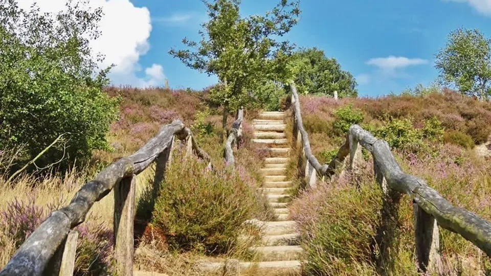 Bloeiende heide op de Veluwe met een houten trap tussen de struiken