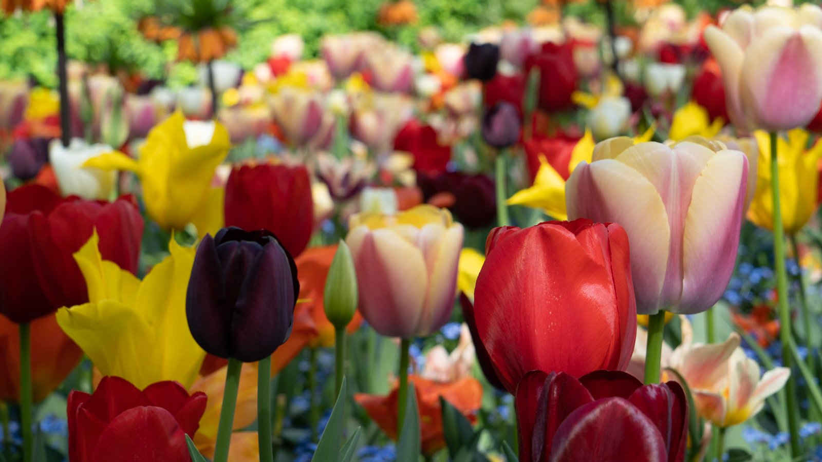 Rode tulpenvelden in de Bollenstreek bij Hillegom