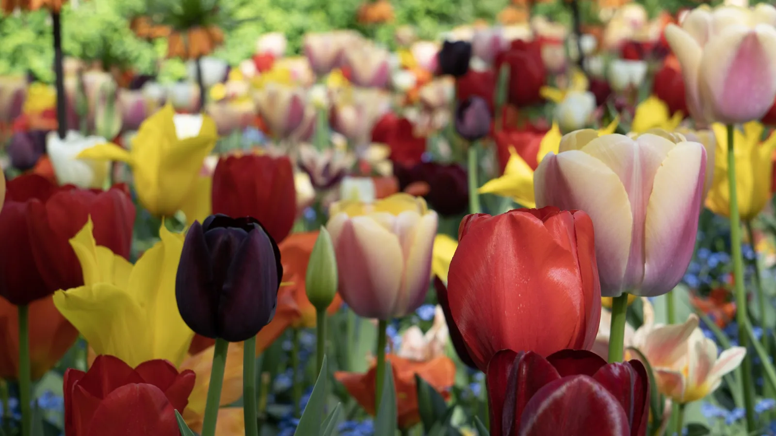 Rode tulpenvelden in de Bollenstreek bij Hillegom