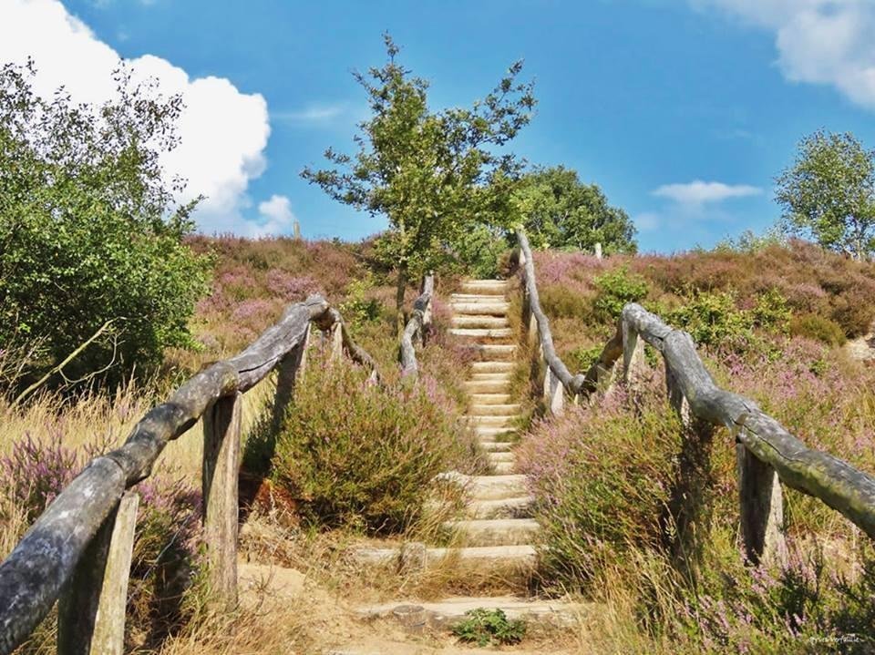 Purple heathland in the Veluwe in late summer with pine forests in the distance