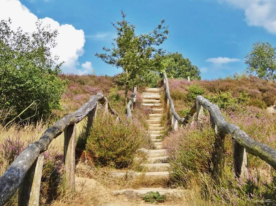 Purple blooming heath in the Veluwe national park, the largest nature area in the Netherlands