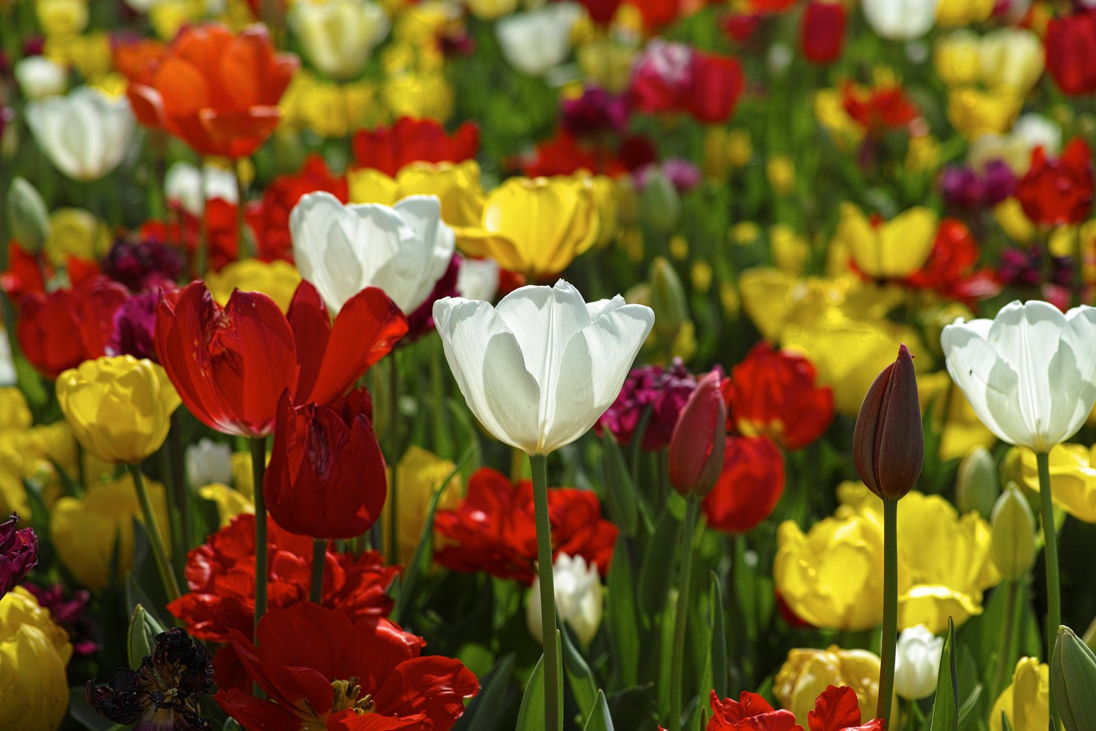 Tulpenvelden in de Bollenstreek