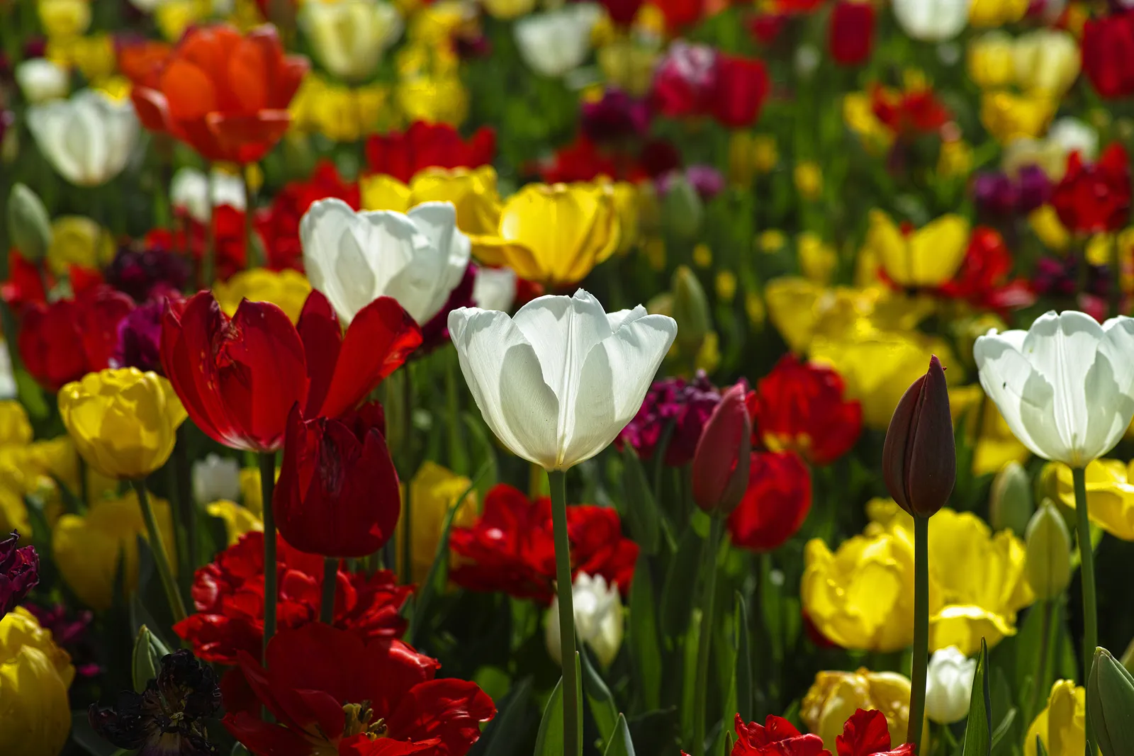 Tulpenvelden in de Bollenstreek